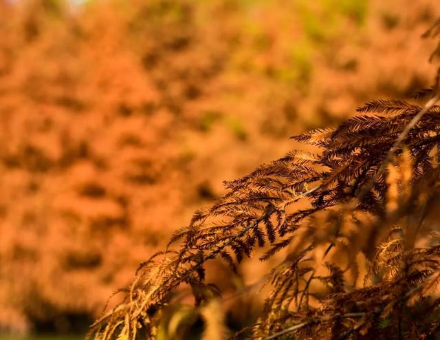 超出片！在这里一键解锁限定杉色