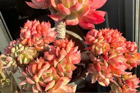 很“费钱”的10种花，我劝你别养，入坑钱包都瘪了图片