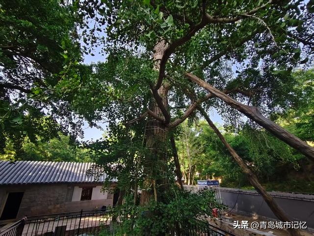 六百年历史的浮山荒草庵开始重修，曾被德国侵略者誉为最美的景点