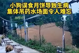 狗狗集体打吊针：吃了五仁月饼……图片