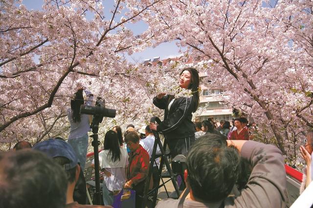 甬城上演春日最后一场樱花盛宴