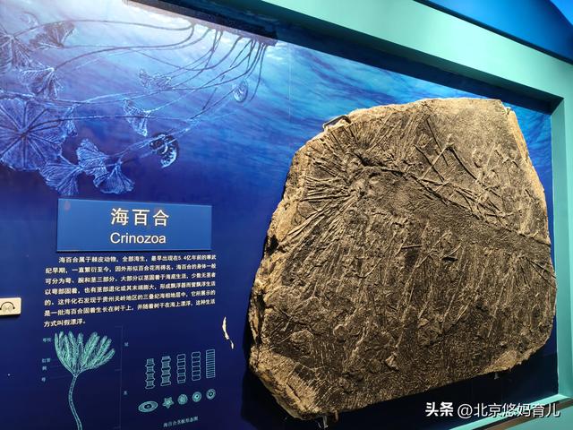 第一次去国家自然博物馆，水族馆和恐龙乐园是8岁孩子的最爱