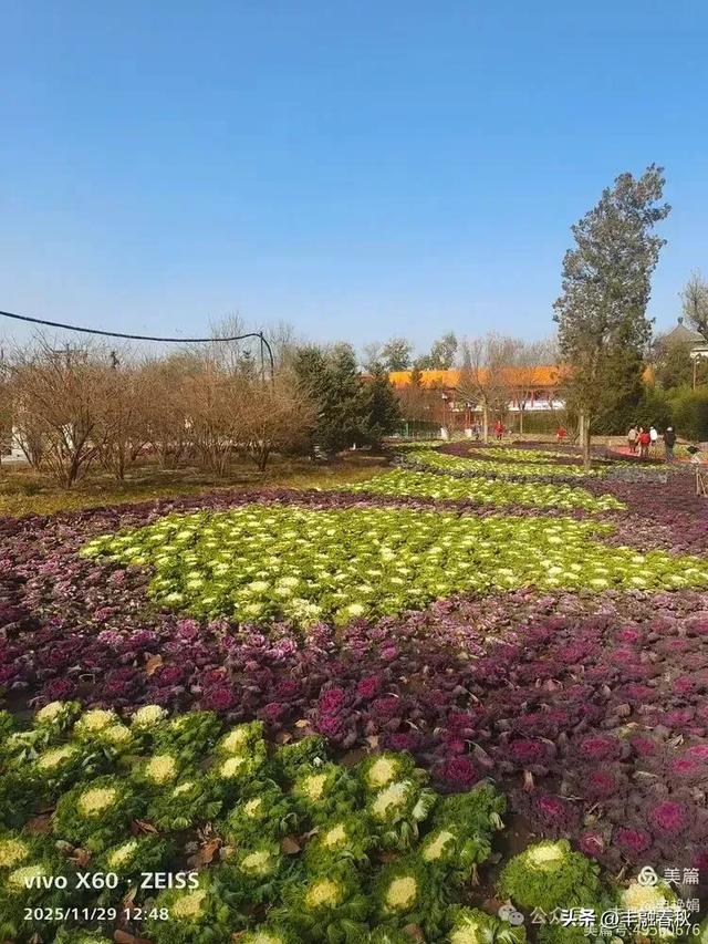 北京景山公园羽衣，冬园锦色｜申艳娟