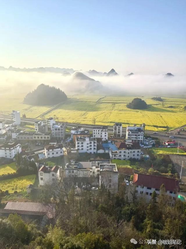 【滇东南游记·二】罗平:在金色花海里追一场春天的光影