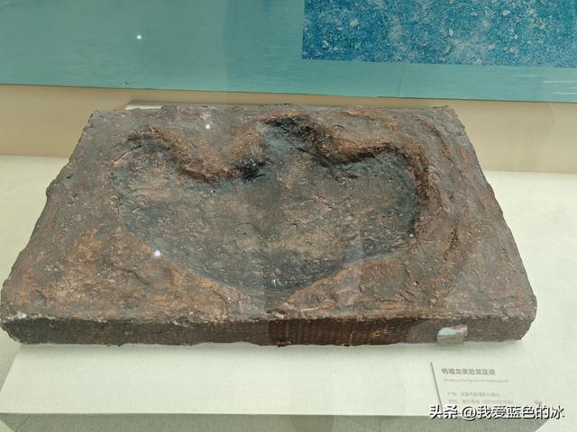 来河源才知道河源是中国恐龙之乡，挖掘出的恐龙蛋超级多