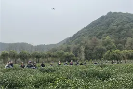 雨水不停，采茶不歇！杭州闲林请你来品“一杯好茶”图片