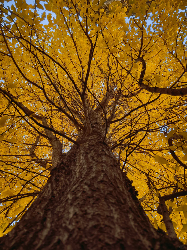 成都地铁10号线直达的小众银杏观赏地，自助美味斋饭好吃到爆！