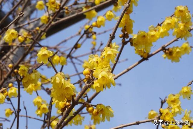 快看！奉城惊现罕见景致→