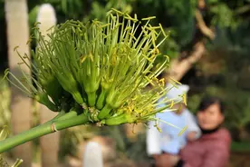 新春走基层·寻龙记 | “龙”植物可不只火龙果！它们既能观赏还可以入药哦图片