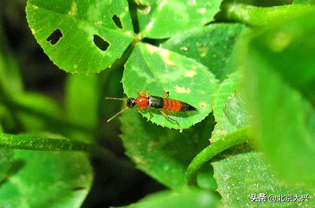 北京已有人“中招”！遇到这种虫千万别拍，有人差点“毁容”