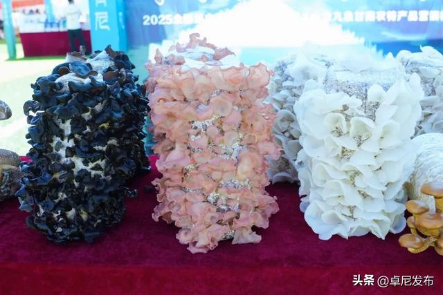 卓尼黑木耳：高原秘境里的生态珍味与人文传承