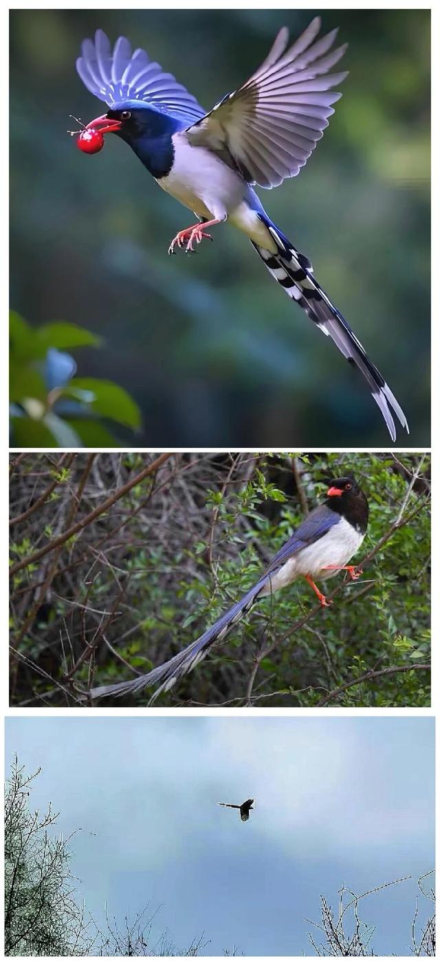 层林尽染看平武