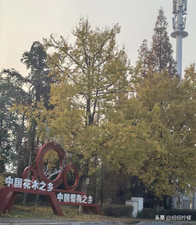 为看金黄美景和红墙，我来北碚静观走一趟，在塔坪寺和思乡台公园