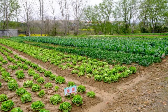 淘米水别倒！3步做成黄金肥料