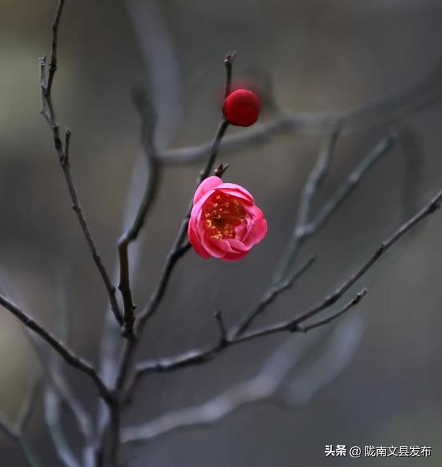 冬日“梅”景，真美！