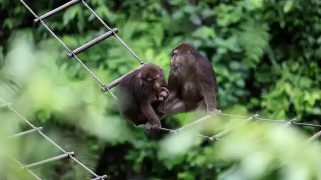 伤害1只也不行！2024年女游客徒步比赛被抓咬，十余只持续3分钟