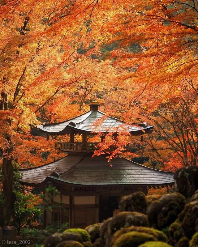 京都红叶狩完全攻略：从绝景到舌尖的秋日盛宴