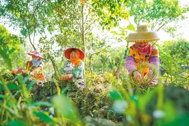 会“开花”还能“生钱”，海南这个村的石头有故事→图片