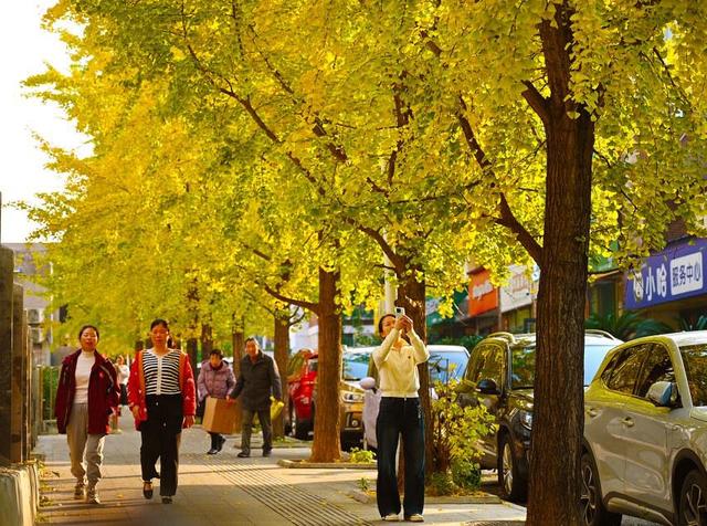 满园银杏落秋风！黄石这些地方进入颜值巅峰期