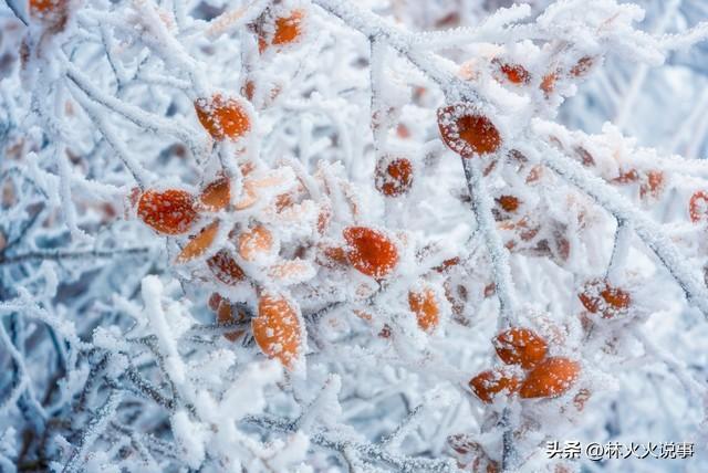 “ 立冬在尾，倒春寒；立冬在中，单衣过”，今年立冬在头还是尾？