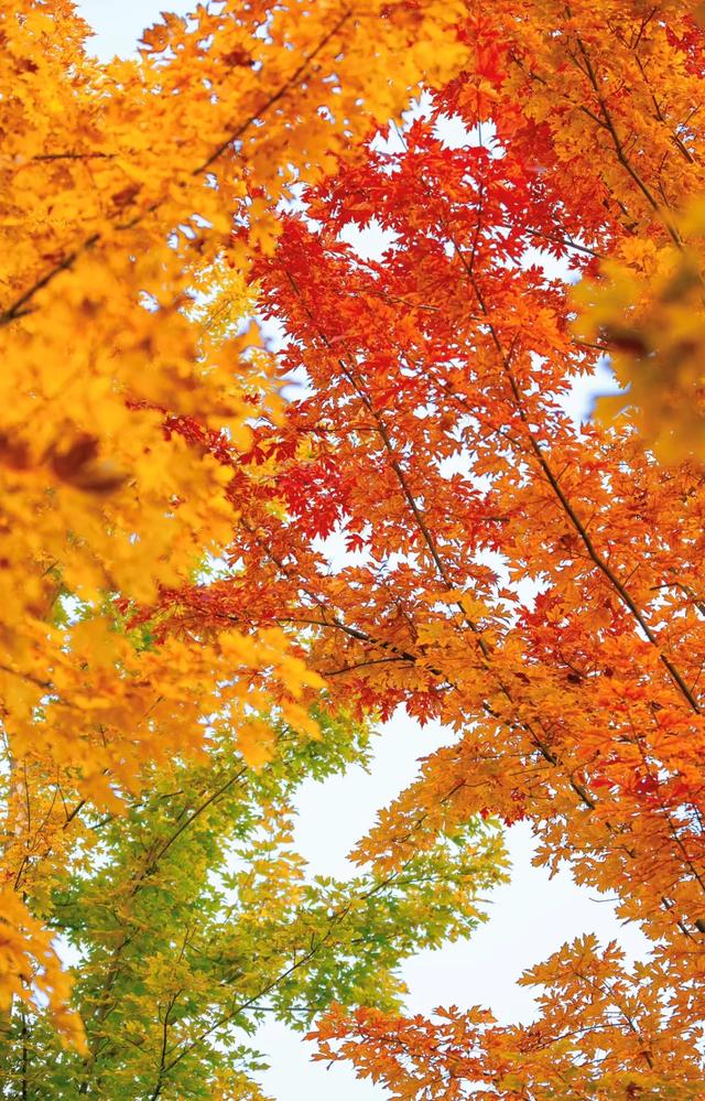 藏不住了！北京通州这条4.4公里“红叶大道”，美到封神~