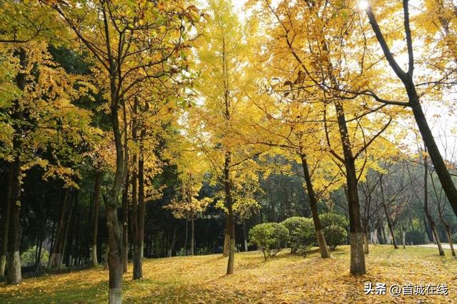 错过等明年！宜宾今年宝藏银杏打卡地合集在这里