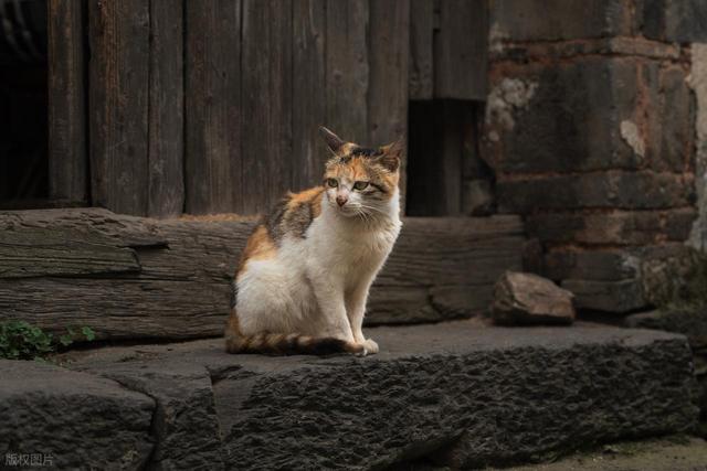 王羲之故居怎么在嵊州？这座小城用古镇、越剧和碳水给出了答案