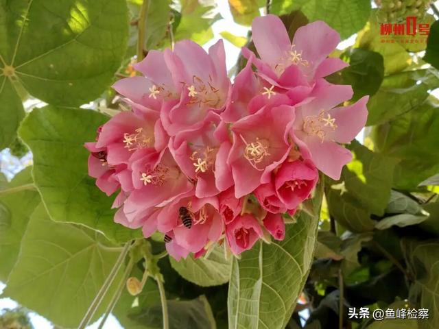 柳州下“花”了！粉色花海铺满人行道，还有“红色瀑布”超出片~回暖在这天→