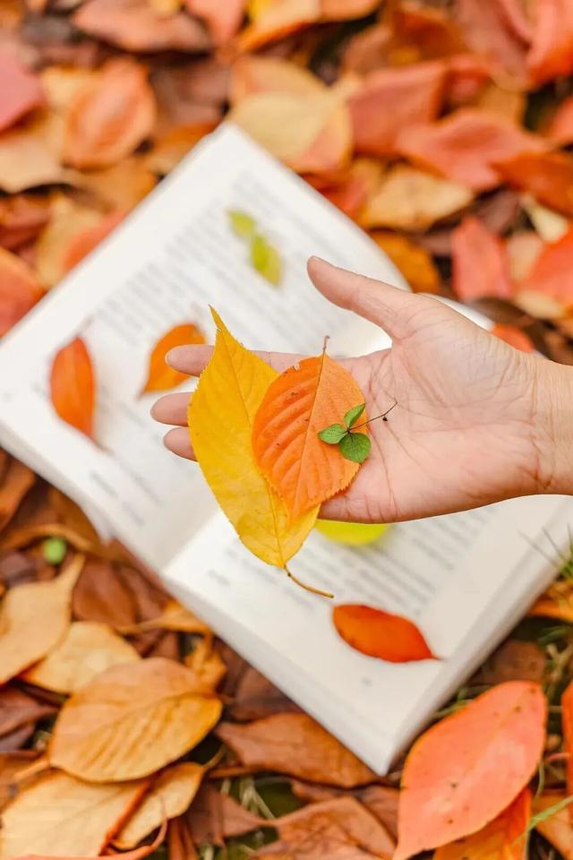 汉阳的秋天也太会了，“捡秋”比赏秋更上瘾