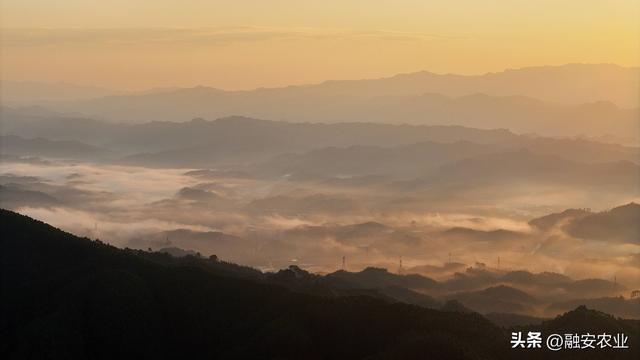 广西融安：朝霞晨雾绘山村美景