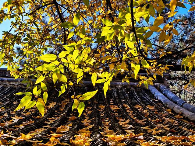 泰山王母池蜡梅初绽 花叶同枝尽显冬日诗意