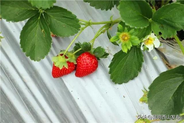 西华草莓熟了，赶紧来采摘吧！