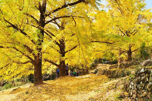 11月，去赏银杏吧！8个高颜值赏秋地，速来拍美照，挑一个就出发