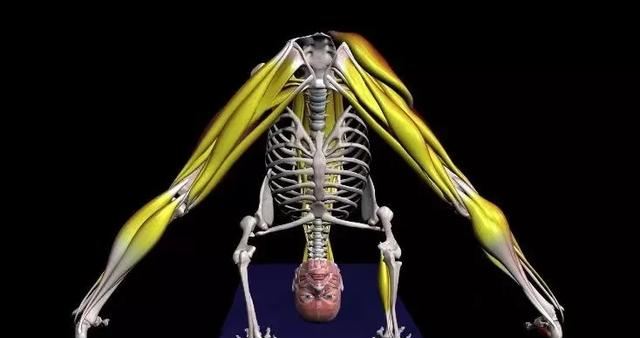 “百练不如多拉筋”，7个动作坚持练，腿细了	，臀翘了，腰舒服了