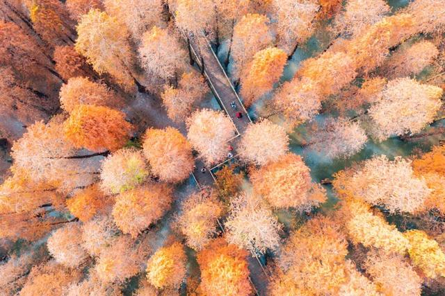 期待！七星岩落羽杉即将“变装”→