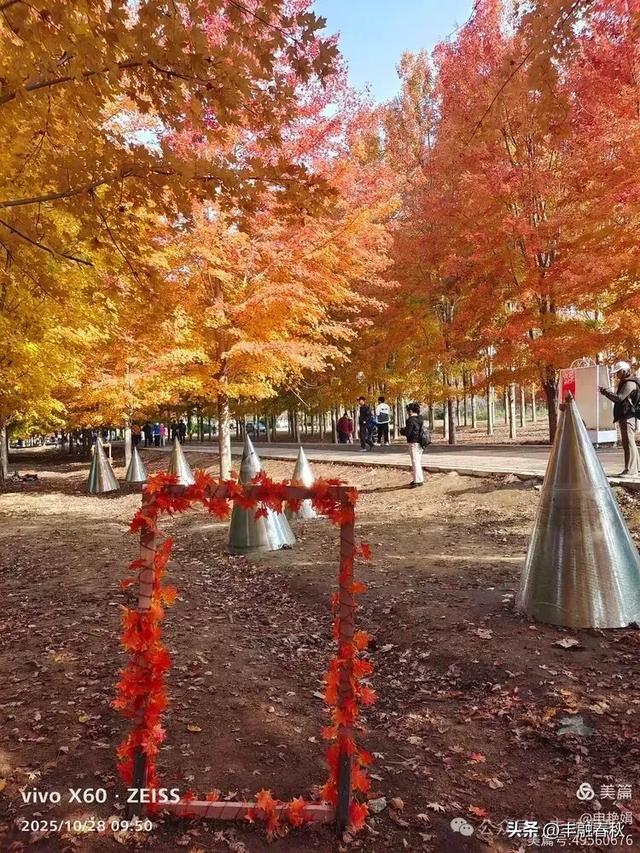 丹枫映秋，枫彩满楼｜申艳娟