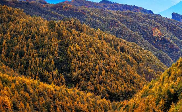 邂逅醉美秋色！广元66.7平方公里彩林美极了，漫山红叶如梦如幻！