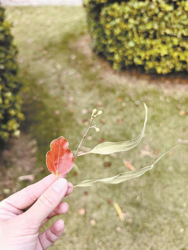 留住秋日浪漫！这份“捡秋”地图请查收