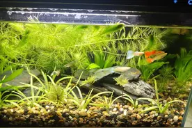 新手必看！孔雀鱼饲养“五大秘籍”，轻松养出绚丽“水中孔雀”！图片