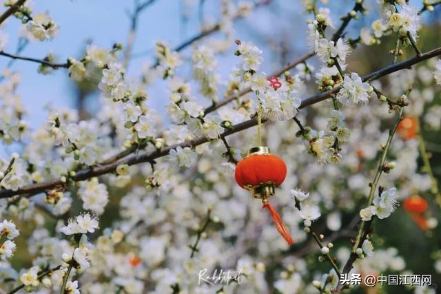 梅花开了！江西这些赏梅胜地太好拍