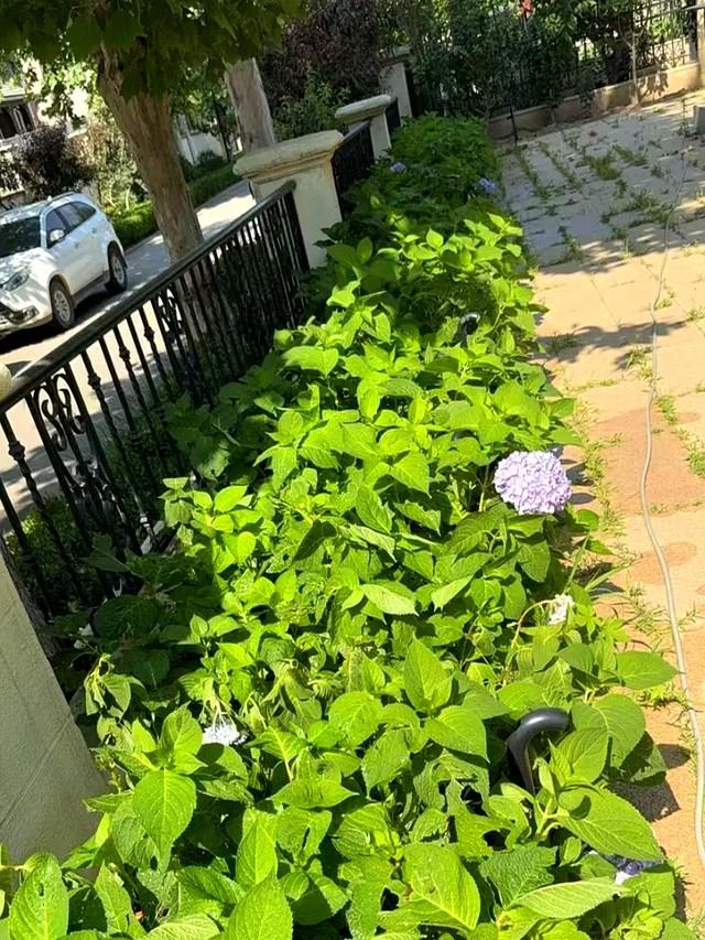 北京一男子，晒“群开的绣球花”，网友炸锅了：糊弄鬼呢？诈骗花