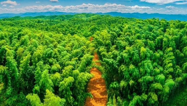 冬日竹海，限时特惠！淡季门票+超值年卡，承包一整年的美景