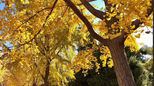 地坛网红树牌火了！“天塌了树撑着”刷屏，古园新生藏着城市温情