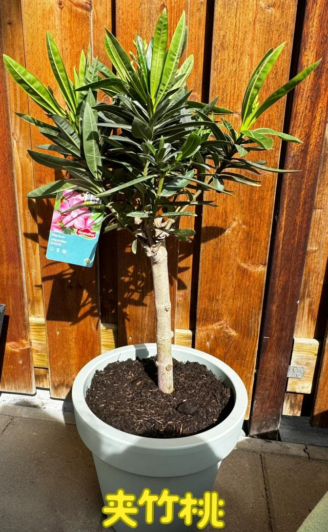 阴花不能进阳宅！这5种花“打死”也不养，家里若有？快挪走！