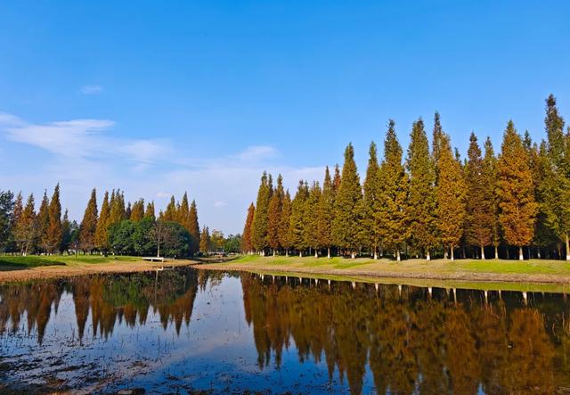 郫都水杉红了!抱着手机猛拍,被这限定美景狠狠惊艳