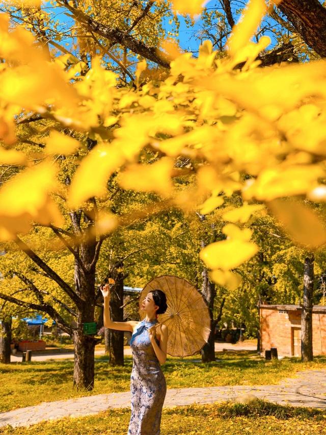 “中国银杏第一乡”迎来最佳观赏期!附近期实拍图→