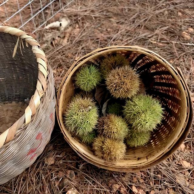 免费畅行+亲子趣玩！湖南首条免费高速上线，解锁秋冬自驾新玩法
