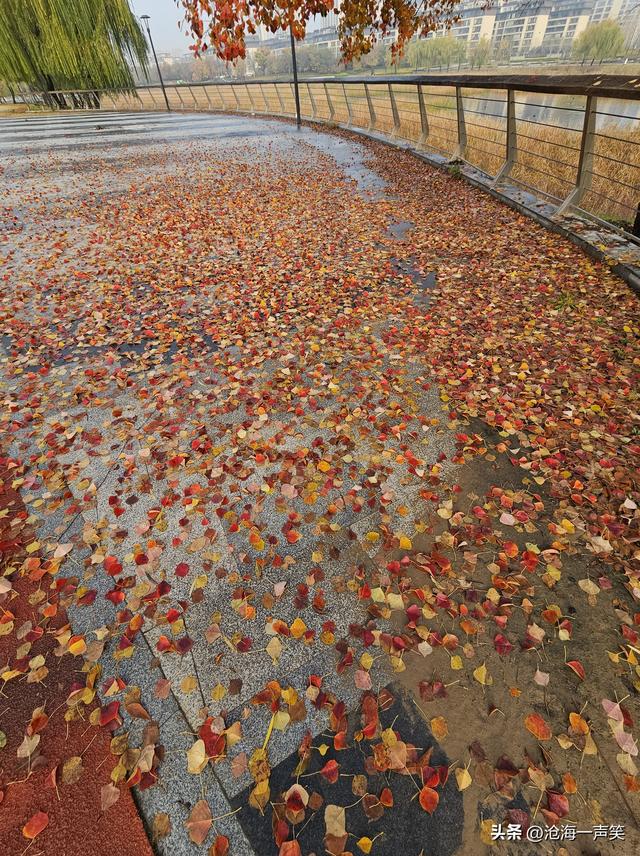 乌桕情深，一路美景一树美景一地美景，美不胜收，藏了转了赞了吧