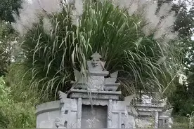 揭秘坟头草：“坟头有草家生金”是真的吗图片