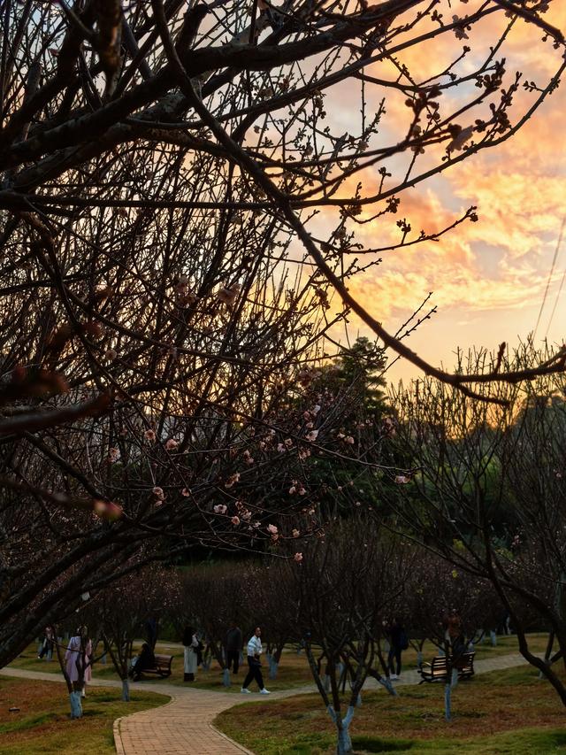 深圳赏梅天花板!🌸27000m²梅园地铁直达